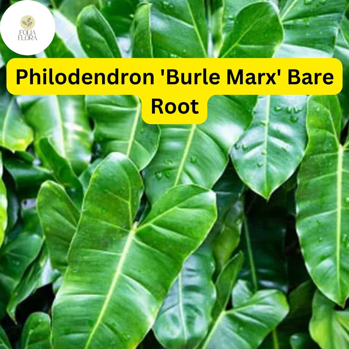 1 Philodendron 'Burle Marx' Live Plant – Tropical Houseplant, Bare Root