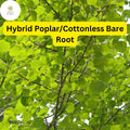 Live Hybrid Poplar Tree – Fast-Growing Shade, Cottonless, 2-3 Feet