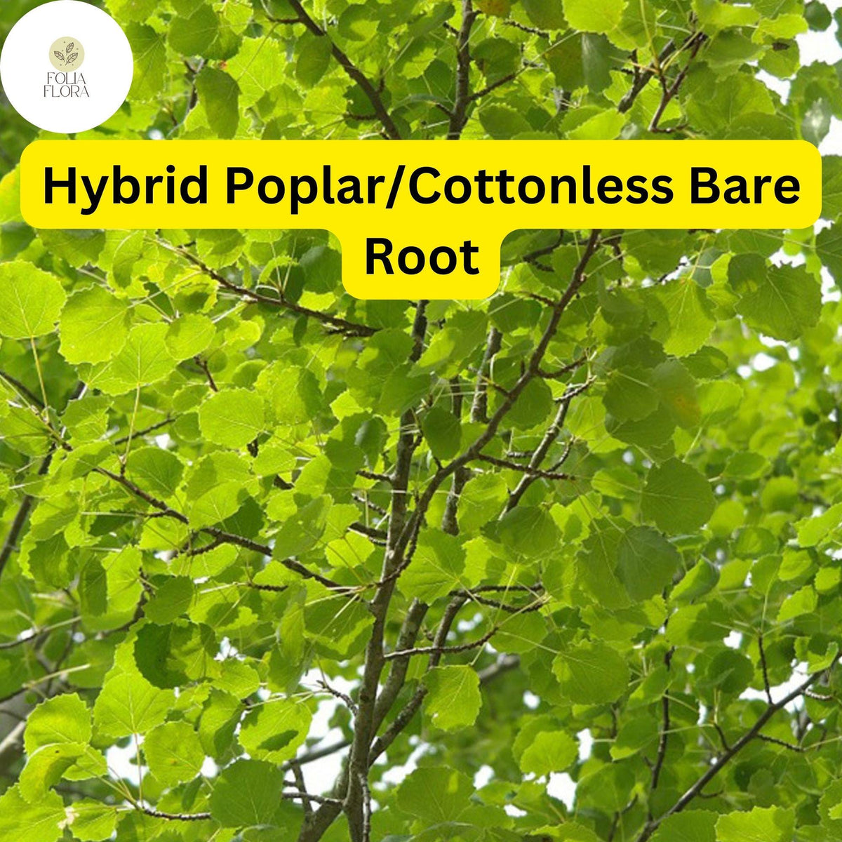 Live Hybrid Poplar Tree – Fast-Growing Shade, Cottonless, 2-3 Feet