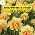 20 Yellow Daffodil Bare Root Plants, Narcissus Bulbs for Bright Spring Flowers