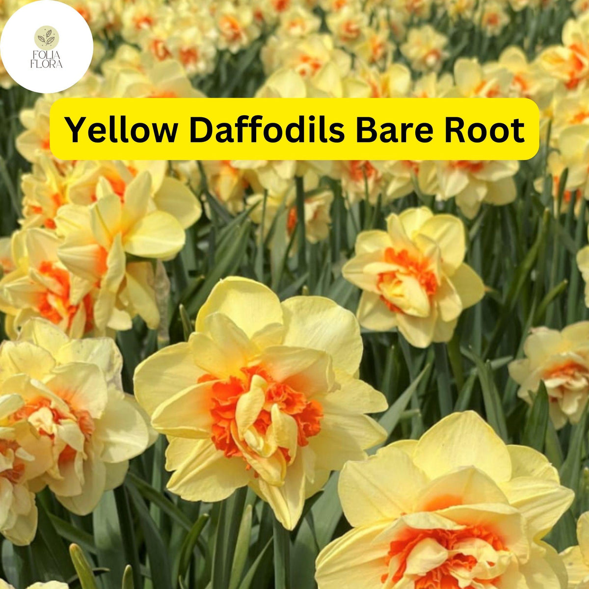 20 Yellow Daffodil Bare Root Plants, Narcissus Bulbs for Bright Spring Flowers