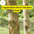 Live Copper River Birch Tree - Ornamental Shade Tree, 2-3 Ft Tall