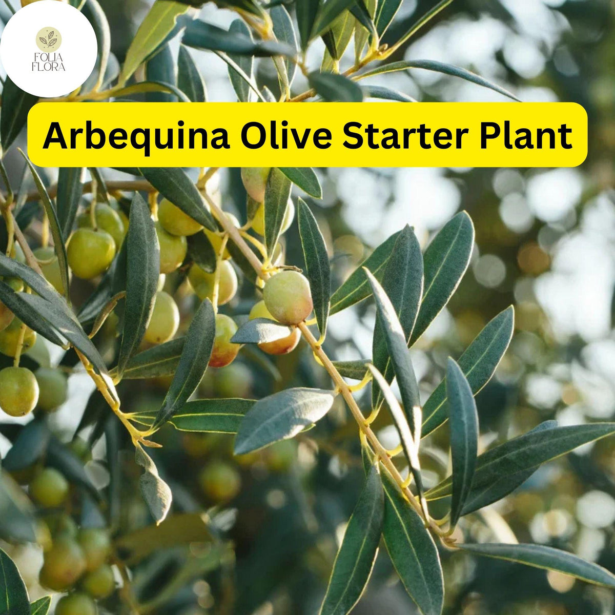 Arbequina Olive Tree Live Plant, Hardy Edible Olive Tree in 4 Inch Pot