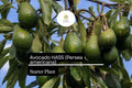 1 Hass Avocado Starter Plant – Live Tropical Fruit Tree 12-24 Inches (Persea americana)