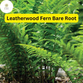 3 Leatherwood Fern Bare Root Plants – Native Woodland Ferns for Shade Gardens
