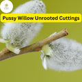 10 Fresh Pussy Willow Unrooted Cuttings - Salix Discolor, Easy to Root
