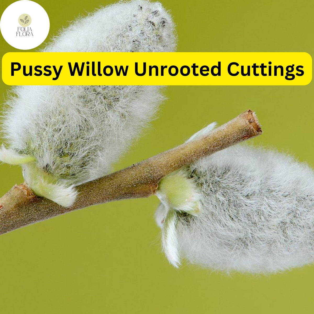 10 Fresh Pussy Willow Unrooted Cuttings - Salix Discolor, Easy to Root