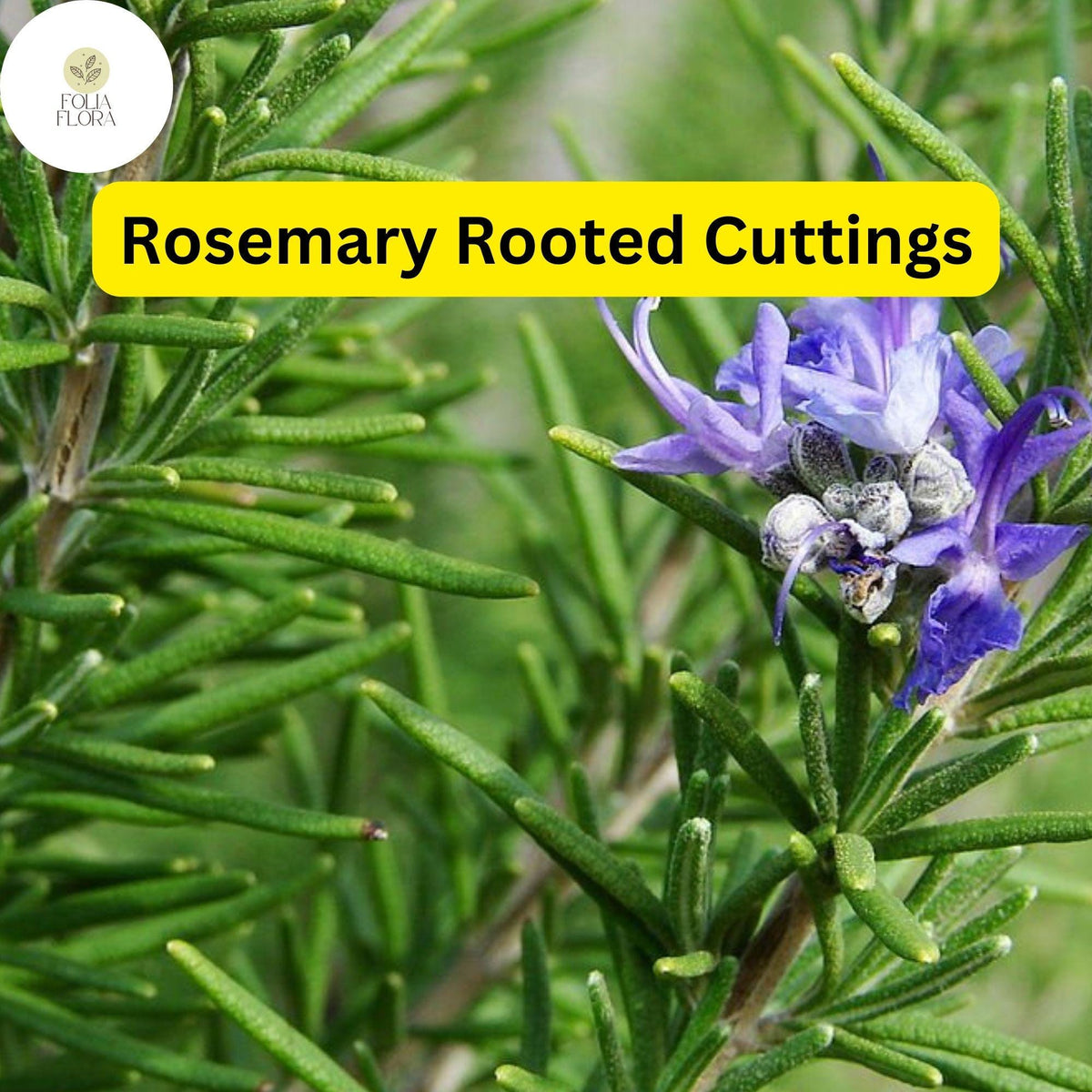 2 Rosemary Cuttings - Live Rooted Plants, 5-8" Bare Root