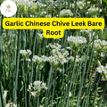 30 Garlic Chives Bare Roots – Chinese Leeks Live Plants (Allium tuberosum)