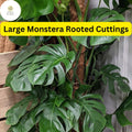 Monstera Deliciosa Rooted Cutting - 1 Large Tropical Live Plant