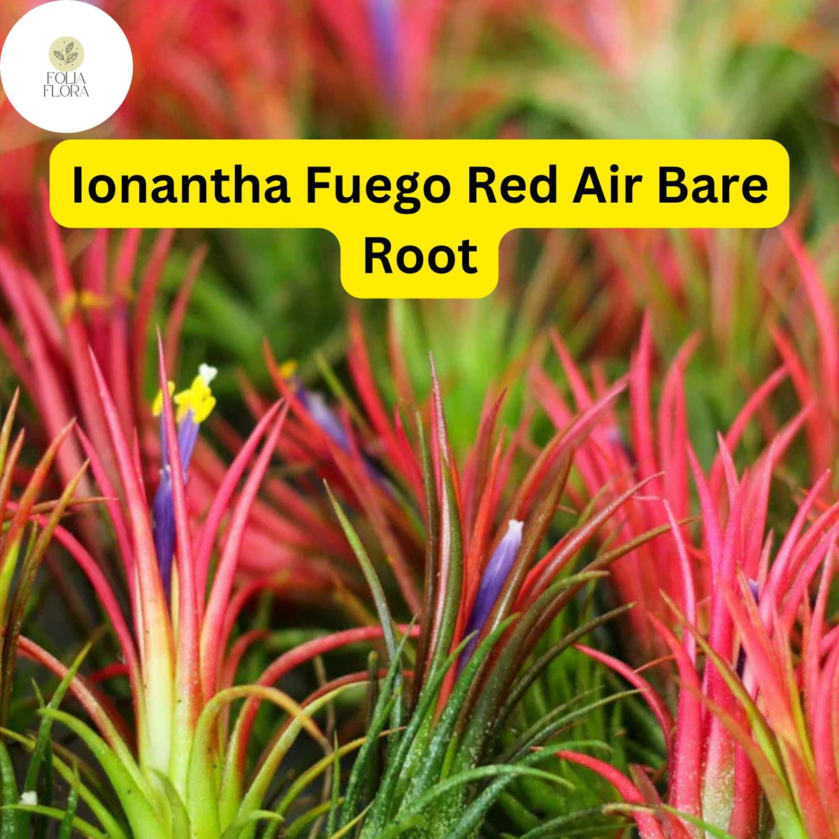 5 Ionantha Fuego Red Air Plants - Bare Root Tillandsia