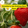 10 San Andreas Everbearing Strawberry Plants Bare Root