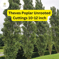 10 Unrooted Theves Poplar Cuttings - Populus nigra 'Afghanica' 10-12 Inch Easy to Root