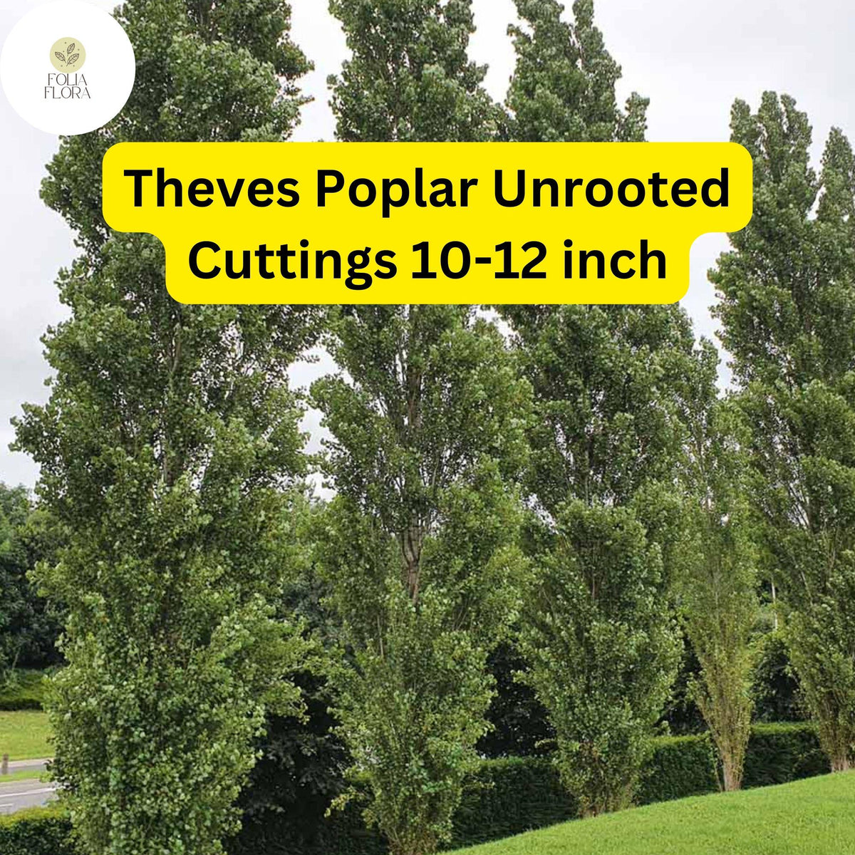 10 Unrooted Theves Poplar Cuttings - Populus nigra 'Afghanica' 10-12 Inch Easy to Root