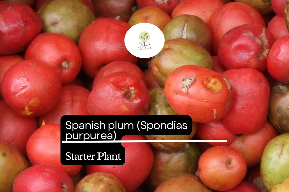 1 Spanish Plum Tree Starter Plant (Spondias purpurea) Live Tropical Fruit Tree 3-4 ft