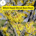 Fragrant Witch Hazel Shrub – Yellow Ribbon Blooms, Hardy Zones 3-8