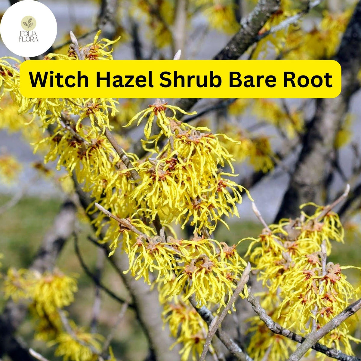 Fragrant Witch Hazel Shrub – Yellow Ribbon Blooms, Hardy Zones 3-8