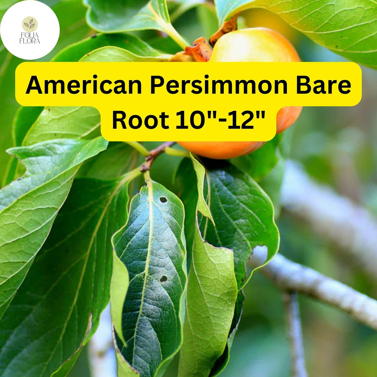 2 American Persimmon Trees Diospyros virginiana 10-12 Inch Bare Root