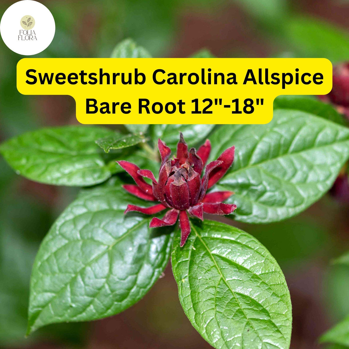 1 Sweetshrub (Calycanthus floridus) Carolina Allspice Live Bare Root Plant 12-18 Inches