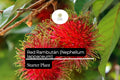 1 Red Rambutan Starter Plant Nephelium lappaceum Live Exotic Fruit Tree 12-24 Inches