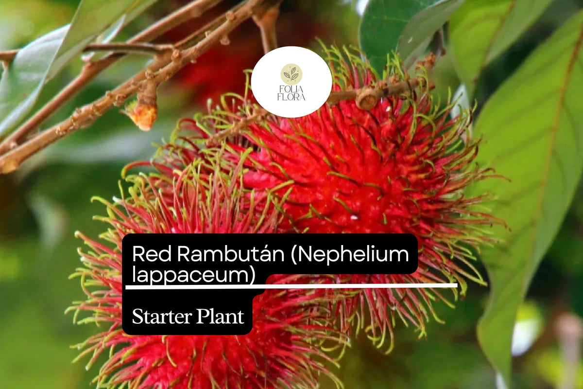 1 Red Rambutan Starter Plant Nephelium lappaceum Live Exotic Fruit Tree 12-24 Inches