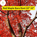 Red Maple Tree 2-Pack Live Bare Root Plants 10-12 Inches Acer rubrum