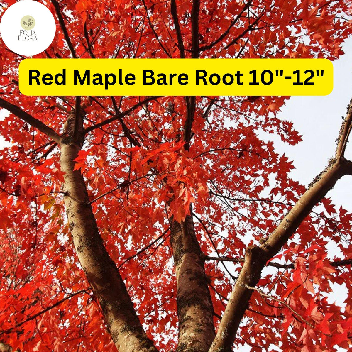 Red Maple Tree 2-Pack Live Bare Root Plants 10-12 Inches Acer rubrum