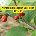 Northern Spicebush (Lindera benzoin) Live Bare Root Shrub 18-24 Inches