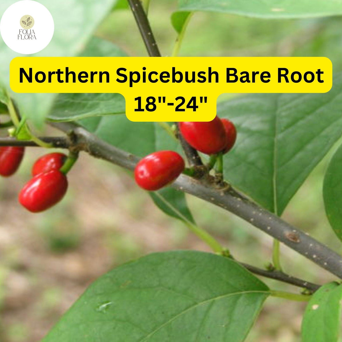 Northern Spicebush (Lindera benzoin) Live Bare Root Shrub 18-24 Inches