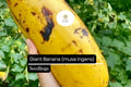 1 Giant Banana Seedling Live Fruit Plant (Musa ingens)