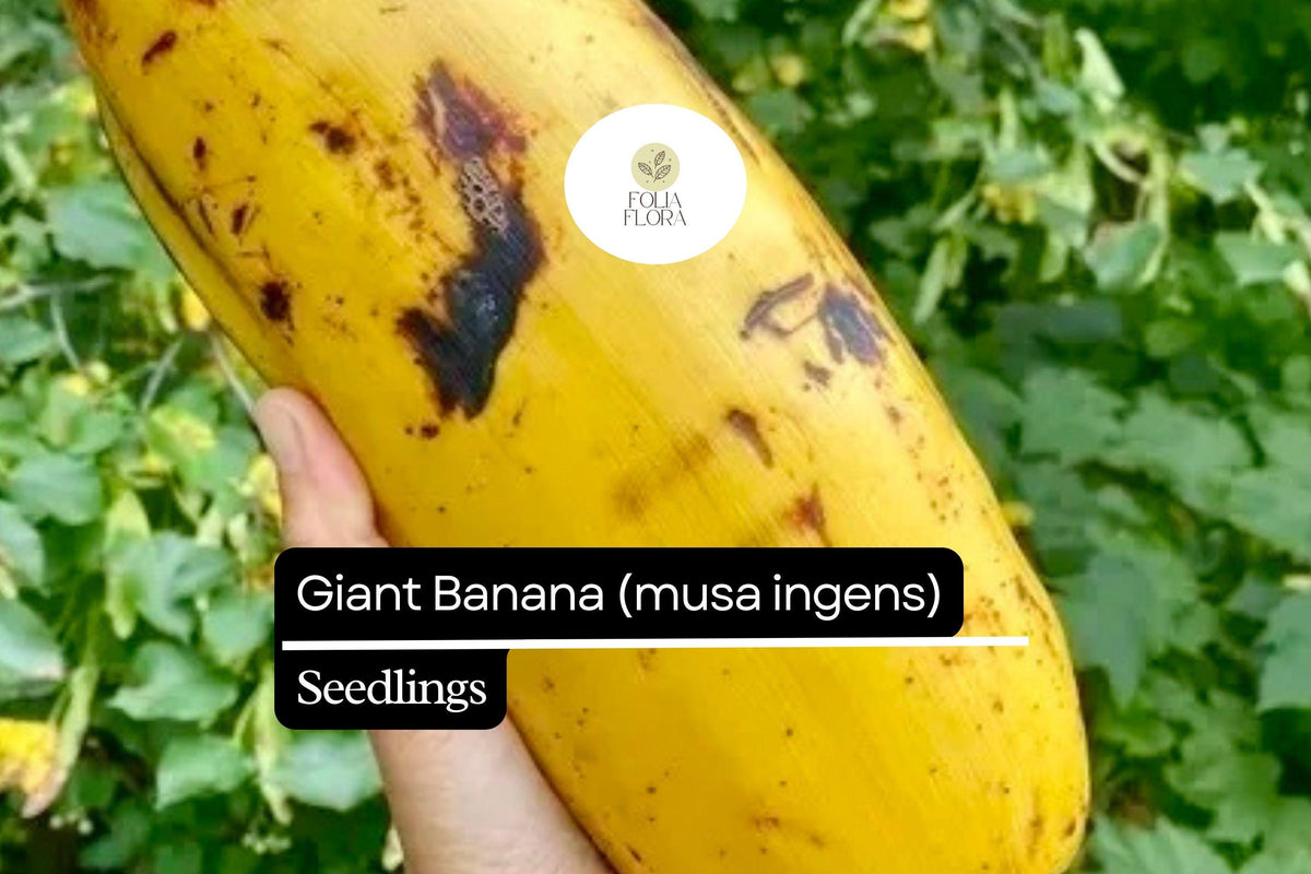 1 Giant Banana Seedling Live Fruit Plant (Musa ingens)