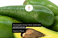 1 Avocado Long Neck Starter Plant – Persea americana Tropical Fruit Tree 2-3 ft