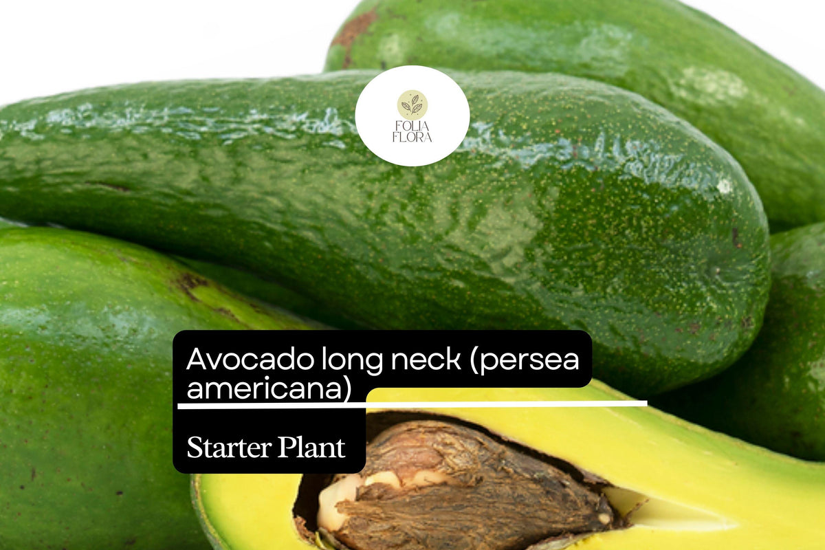 1 Avocado Long Neck Starter Plant – Persea americana Tropical Fruit Tree 2-3 ft