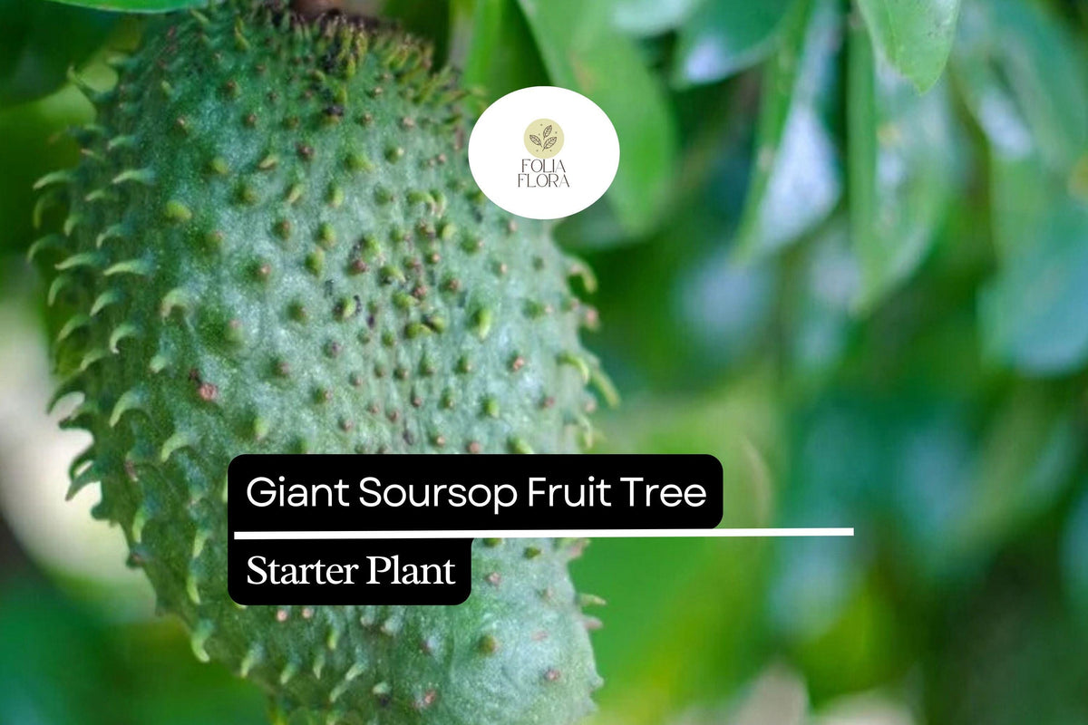 1 Giant Soursop Fruit Tree (Annona muricata) Live Starter Plant 3-4 ft