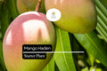 1 Haden Mango Starter Plant – Live Tropical Fruit Tree, 12-24 Inches