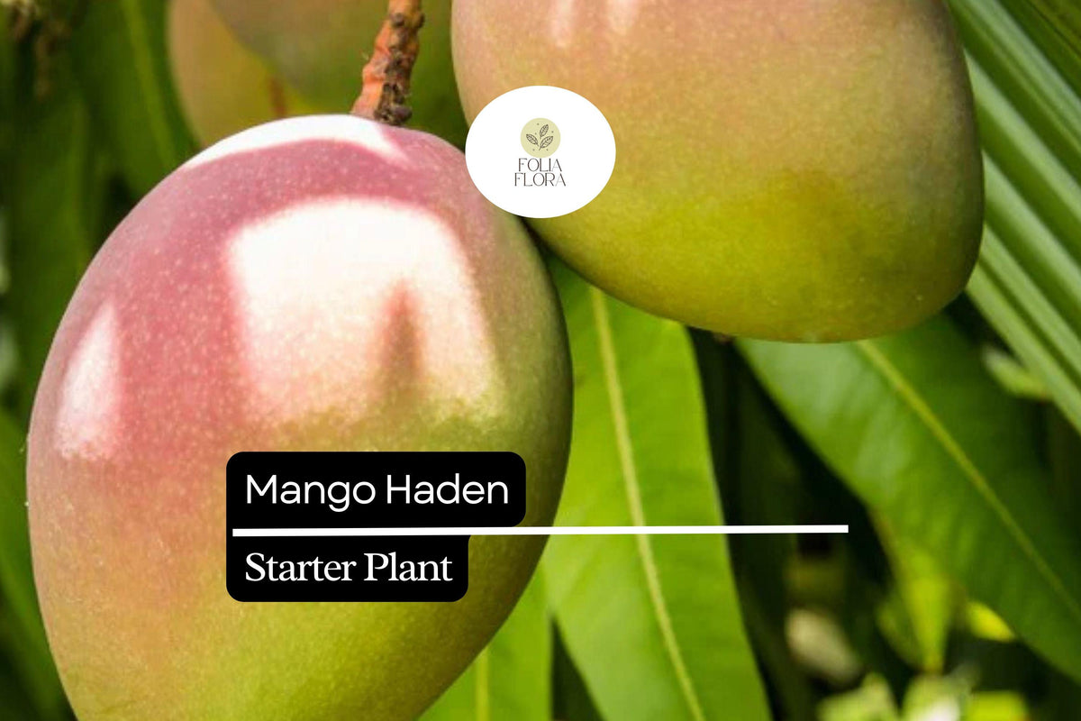 1 Haden Mango Starter Plant – Live Tropical Fruit Tree, 12-24 Inches