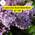 Fragrant Late Lilac Bush 12-18 Inch Live Bare Root Plant Zones 3-7