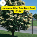 Japanese Lilac Tree – 12-14" Bare Root Syringa Reticulata, Zones 3-7