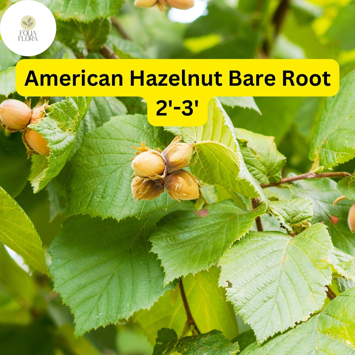 1 American Hazelnut Tree (Corylus americana) Live Bare Root Plant 2-3 ft