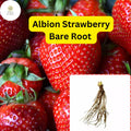 25 Albion Strawberry Plants Bare Root | Day Neutral Fragaria x ananassa