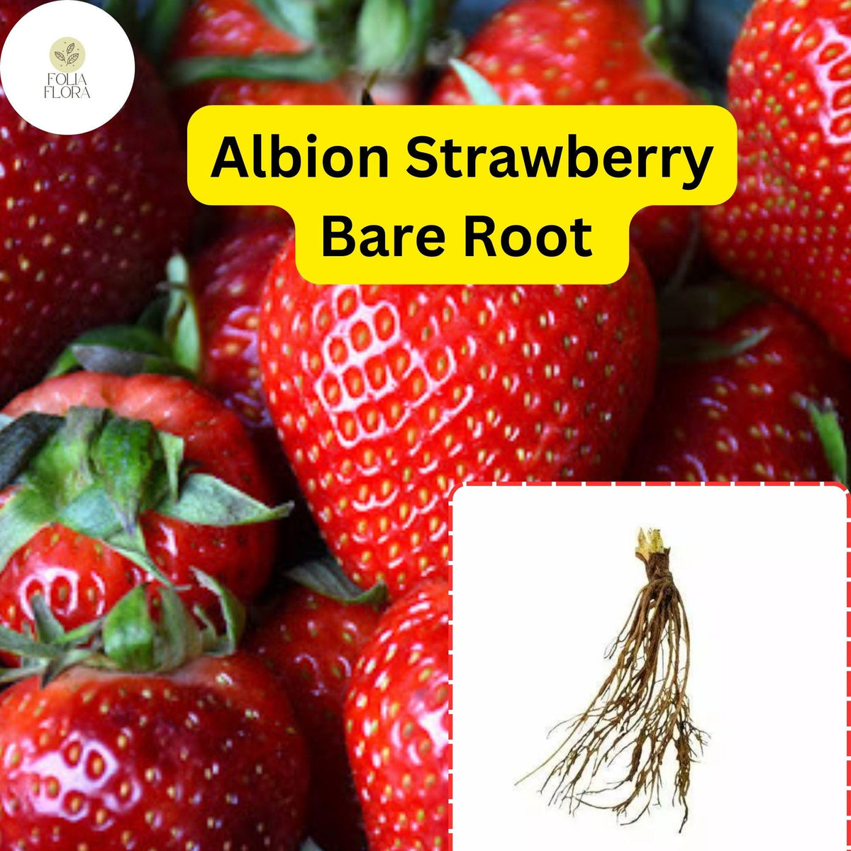 25 Albion Strawberry Plants Bare Root | Day Neutral Fragaria x ananassa