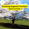 Flowering Dogwood Tree - Live Bare Root Plant, Zones 5-9