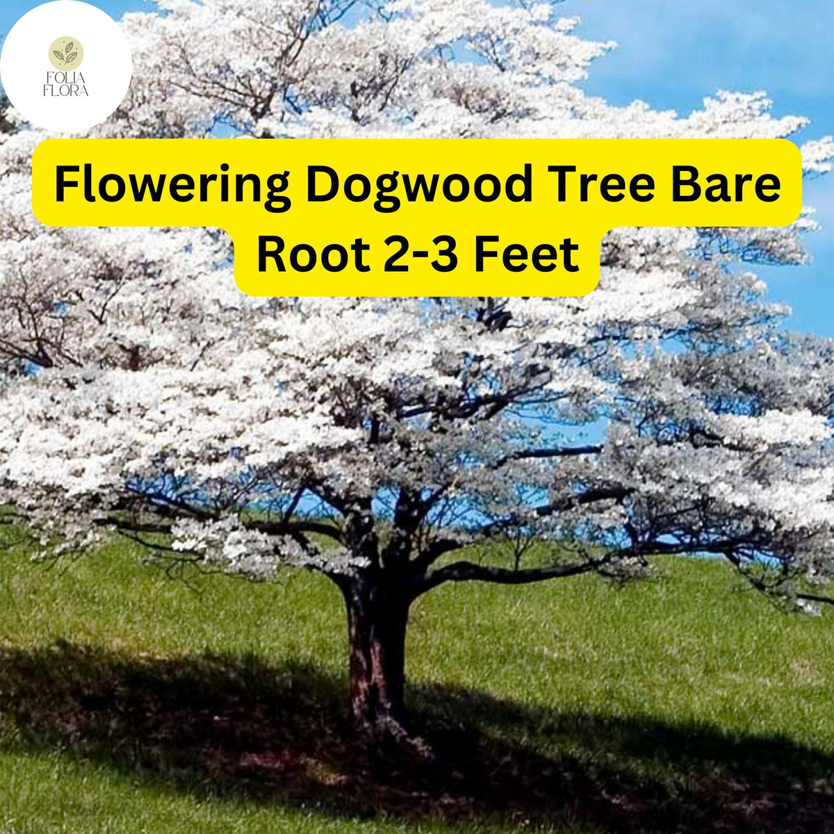 Flowering Dogwood Tree - Live Bare Root Plant, Zones 5-9