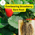Everbearing Strawberry Bare Root Plants for Continuous Sweet Harvest