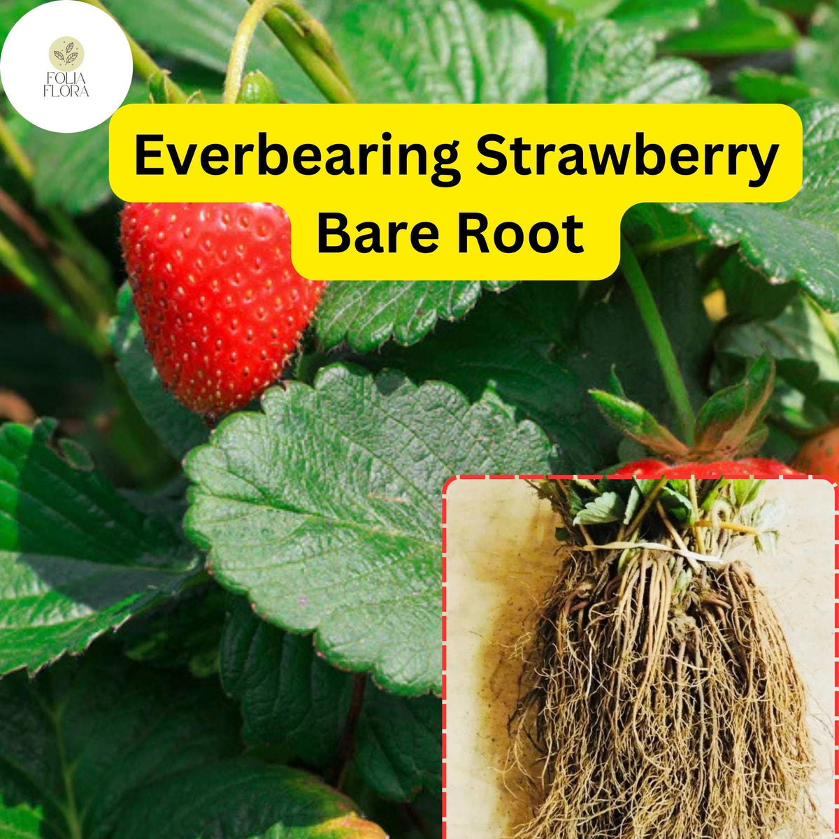 Everbearing Strawberry Bare Root Plants for Continuous Sweet Harvest