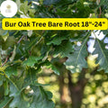 Live Bur Oak Tree - Bare Root Hardy Shade Tree for Zones 3-8