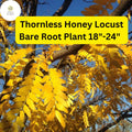 Thornless Honey Locust Tree Live Bare Root Plant 18-24 Inches