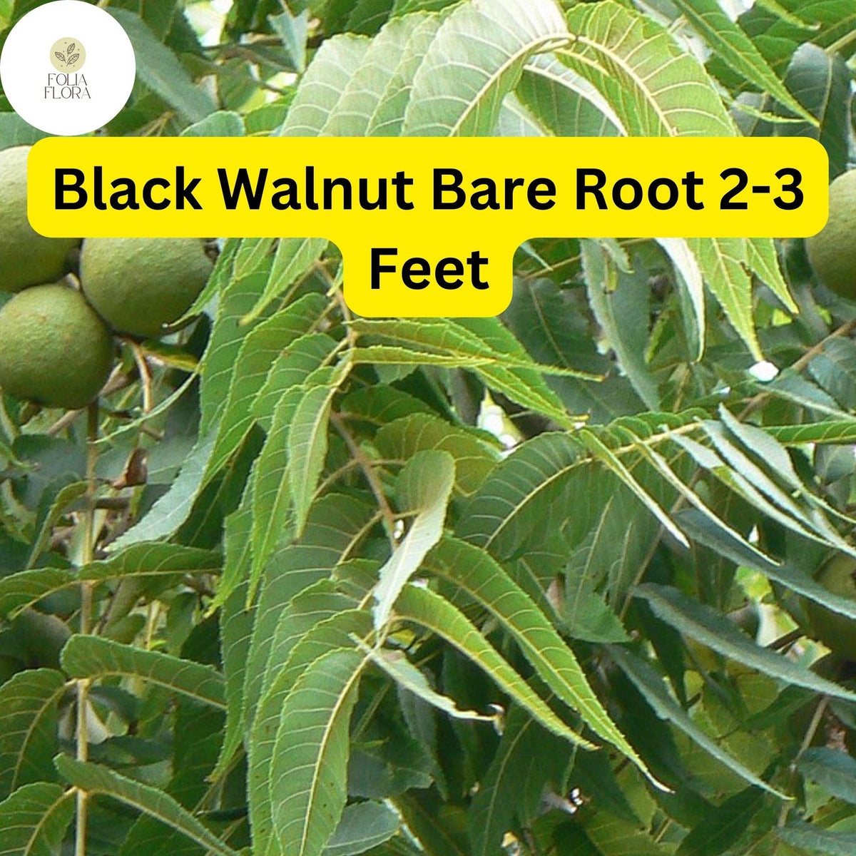 Black Walnut Tree 2-3 Feet – Live Bare Root Plant, Zones 4-9