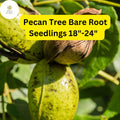 2 Hardy Pecan Tree Seedlings 18-24" Bare Root Carya illinoinensis