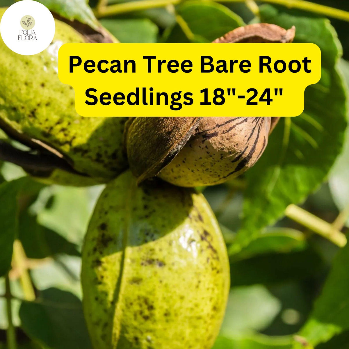 2 Hardy Pecan Tree Seedlings 18-24" Bare Root Carya illinoinensis